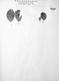 Puccinia graminis image
